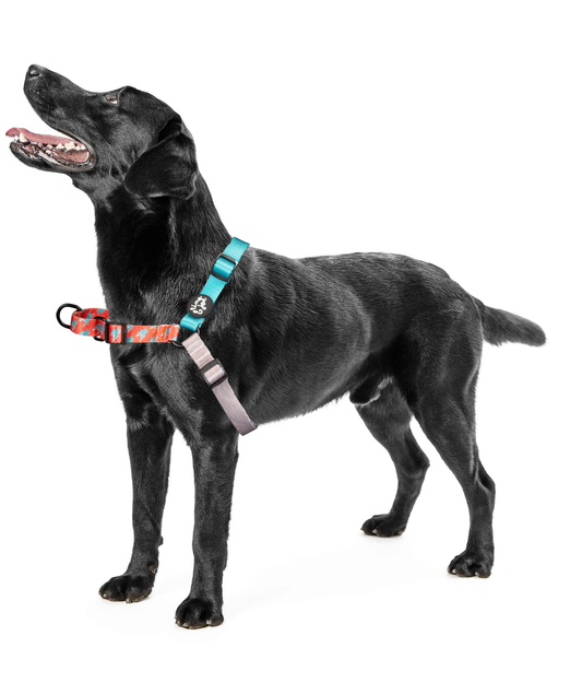 Pettorina Anti-tiro Regolabile Easy Walk