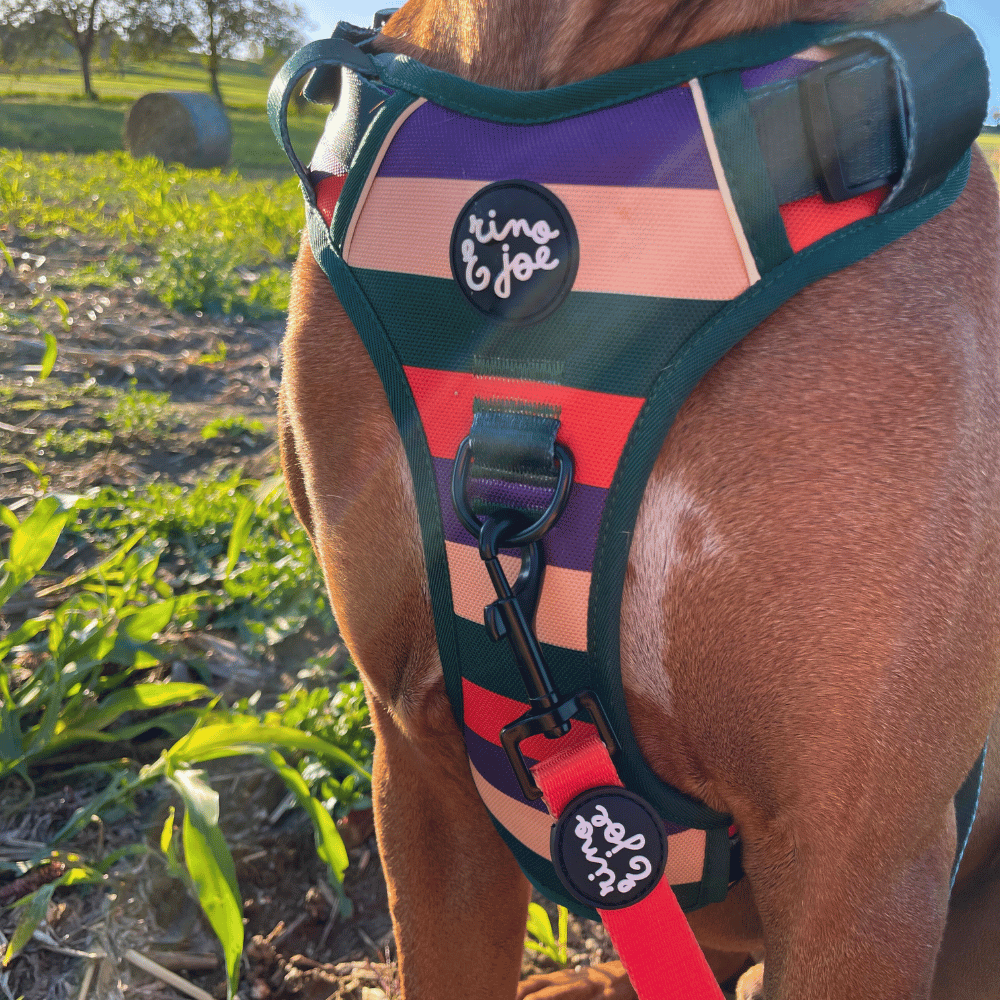 Pettorina Oxford Trail Regolabile Righe