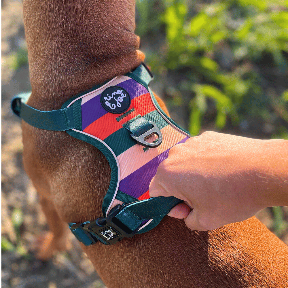 Pettorina Oxford Trail Regolabile Righe