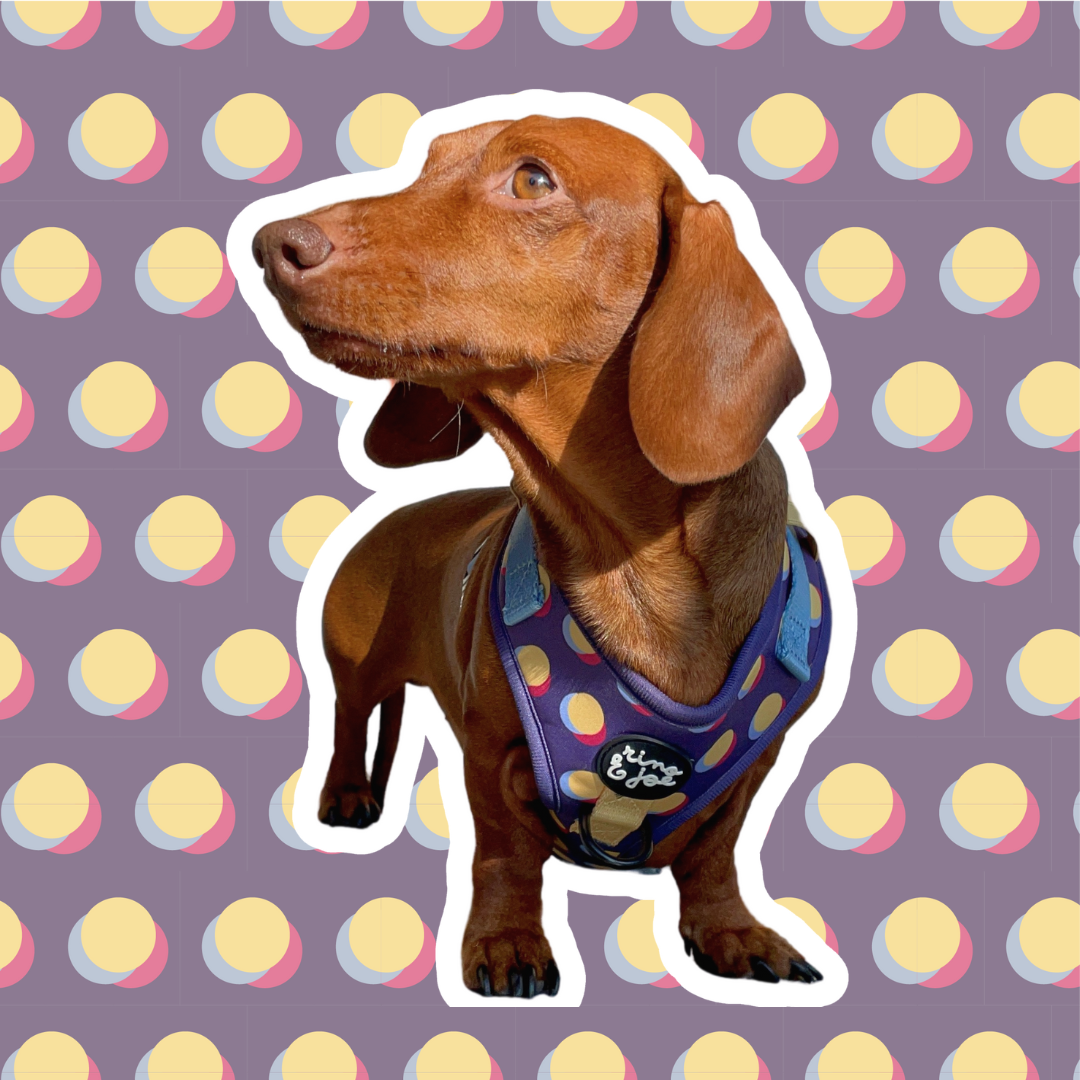 Pettorina Neoprene Super Regolabile